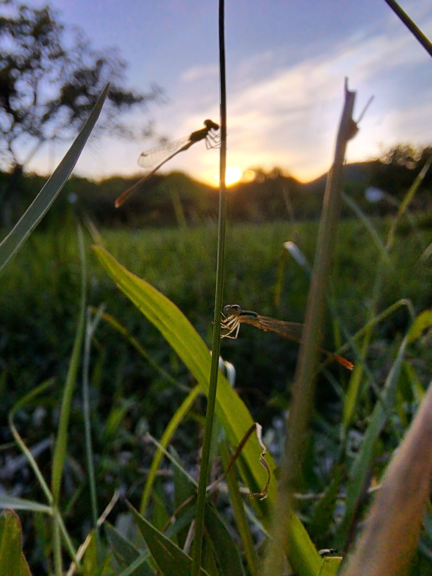 季軍標題：Agriocnemis in its natural habitat - 馮駿生拍攝地點：水口