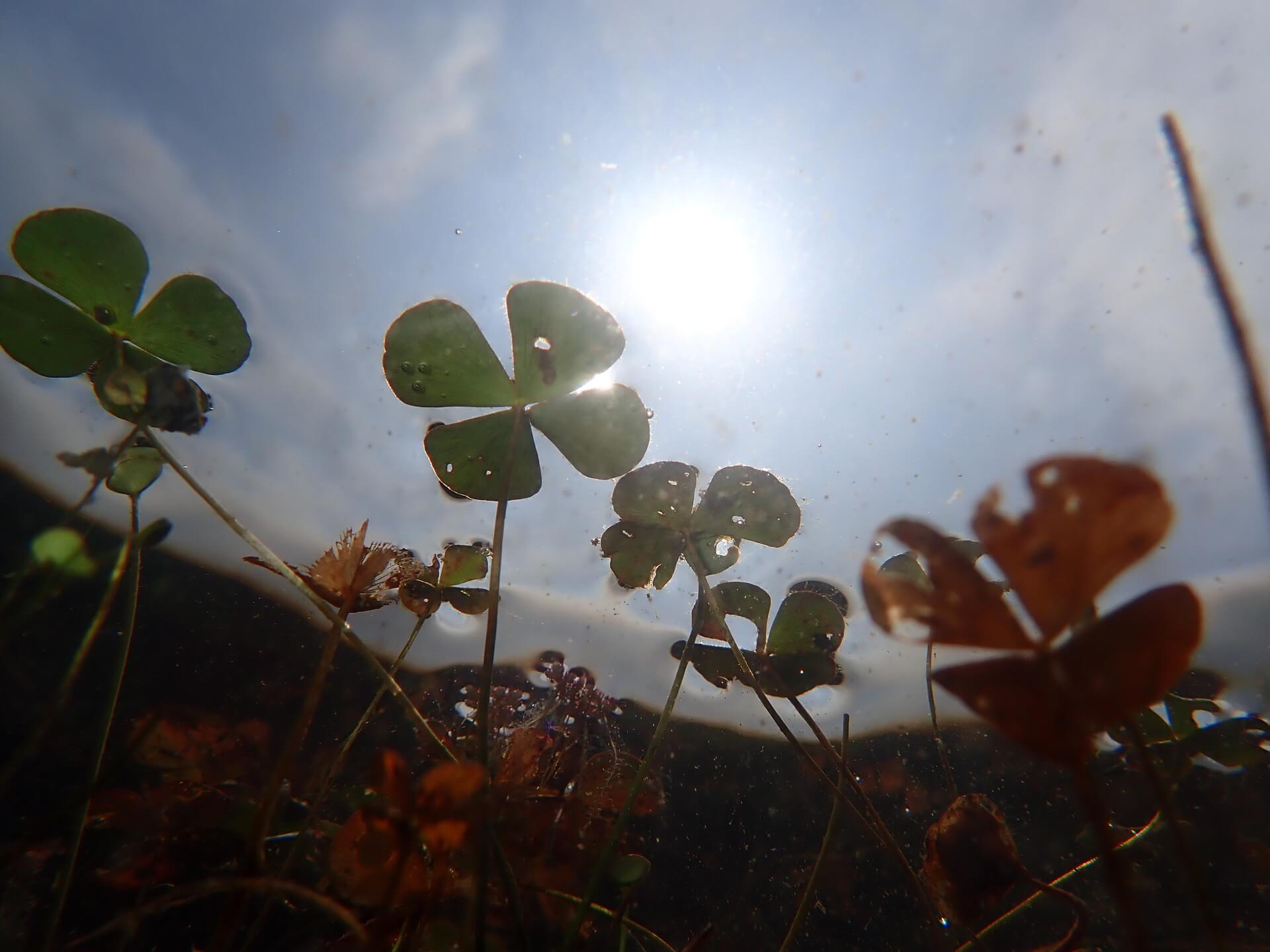 亞軍標題：水中的四葉草 - 梁淑華拍攝地點：貝澳