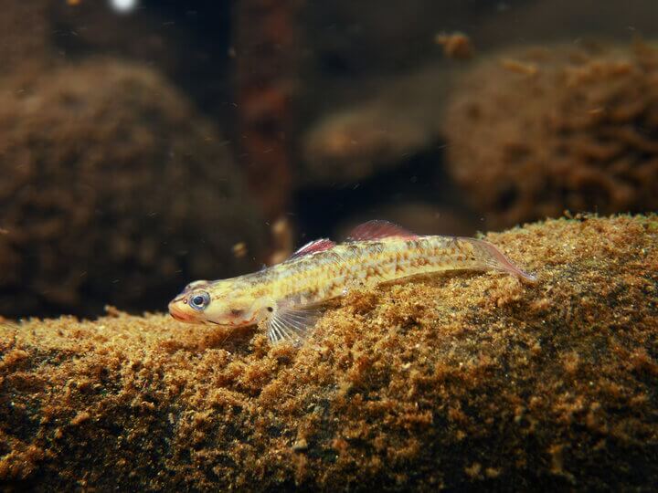 優異獎標題：溪吻鰕虎魚 - 何柏基拍攝地點：東涌河